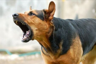 Küçə itinin dişlədiyi yeniyetmə evə buraxılıb- YENİLƏNİB