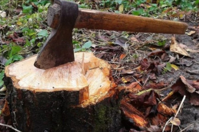 Qanunsuz ağackəsmə faktları ilə bağlı cinayət işi başlanıb