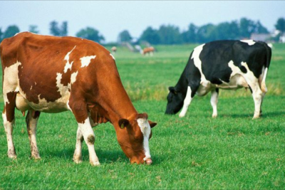 İribuynuzlu heyvanları oğurlayanlar saxlanılıb