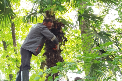 Gəncədə güllər əkilib, ağaclar budanıb - FOTO