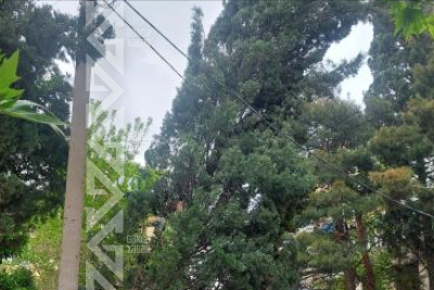 Gəncədə təhlükə saçan ağacla bağlı müraciətlər cavabsız qalır - ŞİKAYƏT + FOTO