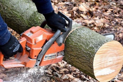 Gəncədə qanunsuz ağackəsmə faktları aşkar edilib