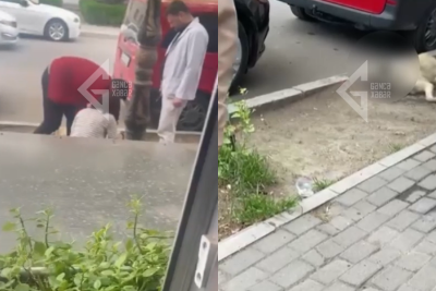 Gəncədə iti zəhərlədilər - VİDEO