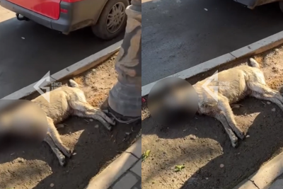 “İti öldürənə sürütdürərlər…” - ŞİKAYƏT