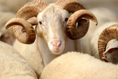 Qurbanlıq heyvanların satışı məntəqələrinin SİYAHISI