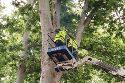 MKTİB tərəfindən ağaclar budanıb - FOTO