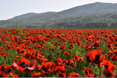 Sabah 30 dərəcə isti olacaq