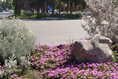 Gəncədə iki prospektdə güllər əkilib - FOTO