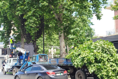 Gəncədə infrastruktura maneçilik törədən ağacların budaqları kəsilib - FOTO