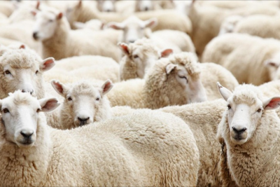 QMİ Qurban bayramı ilə bağlı fətva verəcək