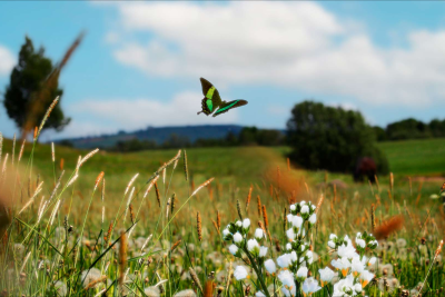 Sabah 31 dərəcə isti olacaq - PROQNOZ