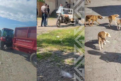 “Yuva”sı olmayanlar: Gəncədə sahibsiz itlər problemi - VİDEO