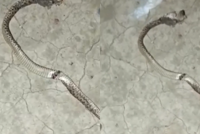 5 mərtəbəli binada gürzə VAHİMƏSİ