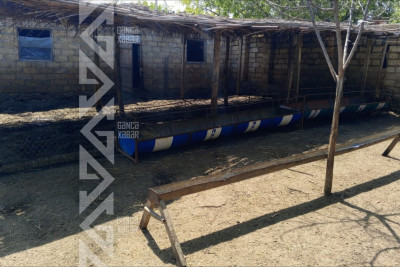 163 qoyunu oğurlamaqda şübhəli bilinən şəxs tutuldu