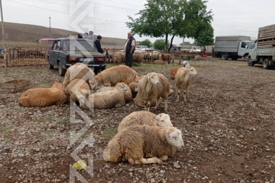 Qurbanlıq heyvanların qiymətləri alıcıları məyus edir - FOTO