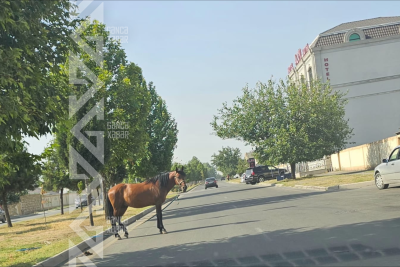 Yol kənarına “park edilən” at təhlükə saçır