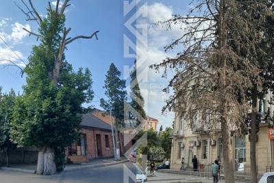 Gəncədə təhlükəli ağac budaqları
