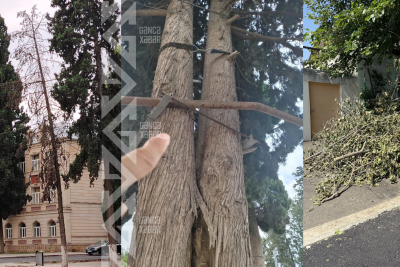 Gəncədə ağaclarla bağlı ÜÇQAT problem