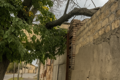 Gəncədə ağac qırılıb, qurumlar susur