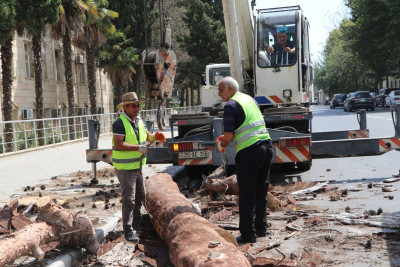 Gəncədə quru və qəzalı ağaclar kütləvi şəkildə götürülür