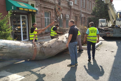 Gəncədə qəzalı ağaclar kəsilib - FOTO
