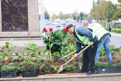Gəncəda payızlıq güllərin əkini davam edir