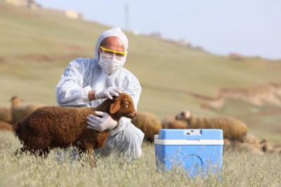 Baytarlıq damğası ilə nişanlanma məcburi olacaq