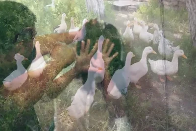 Ördəkləri ölən kişi arvadını vəhşicəsinə DÖYDÜ