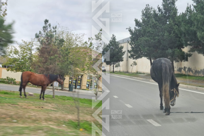 Gəncədə yol kənarına "park edilən" atlar təhlükə saçır