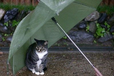 Sabah hava necə olacaq?