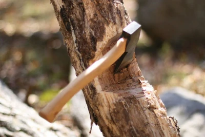 Gəncədə kollecin həyətində ağac kəsən fəhlə cərimələndi