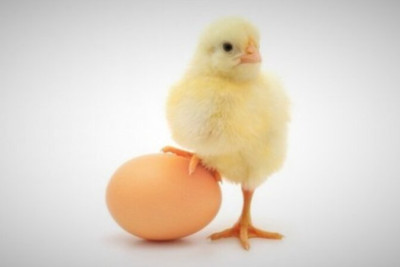 Satdığı yumurtadan cücə çıxmadı, məhkəmədə üz-üzə gəldilər