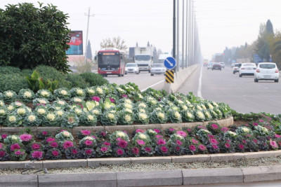 Gəncə payızlıq güllərlə bəzədilib