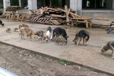 ADAU-da heyvanlar üçün pulsuz qısırlaşdırma AKSİYASI