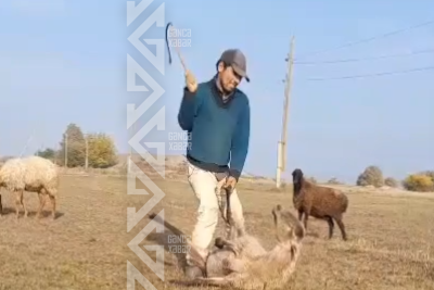 Qoyunu qamçı ilə döyən şəxs TUTULDU - YENİLƏNİB