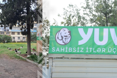 Gəncəlilər küçə itlərindən təngə gəldi