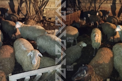 15 baş qoç oğurlanıb: Sakin yardım istəyir