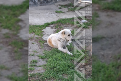 Gəncədə sahibsiz itlərin kütləvi şəkildə zəhərləndiyi iddia olunur