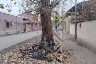 Gəncədə MKTİB işçiləri zibilləri ağacların dibində yandırdılar