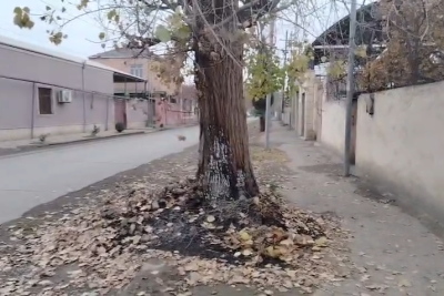 Gəncə şəhər MKTİB: "Əməkdaşlar zibilləri ağacların dibində yandırmayıblar"