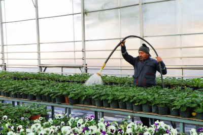 Gəncədə istixanalar qış mövsümünə hazırlaşır