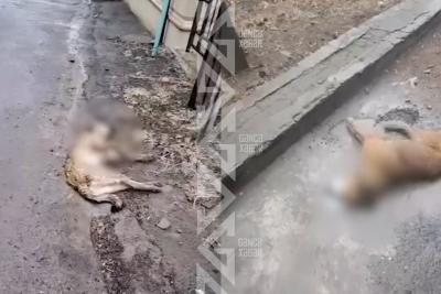 Gəncədə sahibsiz itlər kütləvi şəkildə zəhərlənir - İDDİA