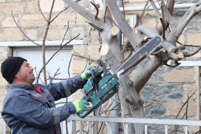 Gəncədə budama işləri həyata keçirilir