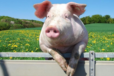 Gəncədə donuz yoxdur