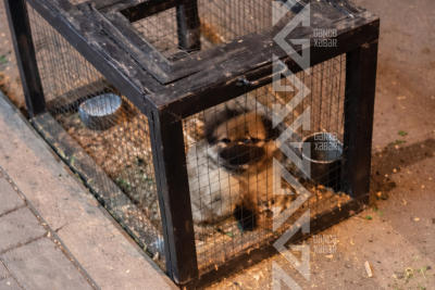 Gəncədə itə qarşı qeyri-insani rəftar - İDDİA