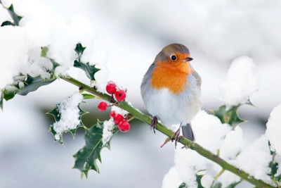 Sabah Gəncədə hava necə olacaq? - PROQNOZ