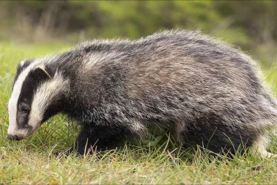 Porsuğu taxta ilə öldürüb ətini yeyən qazi CƏRİMƏLƏNDİ