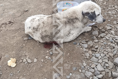 Gəncədə sahibsiz it güllələndi