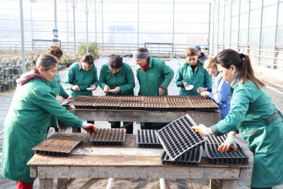 Gəncədə gül toxumlarının əkini aparılır
