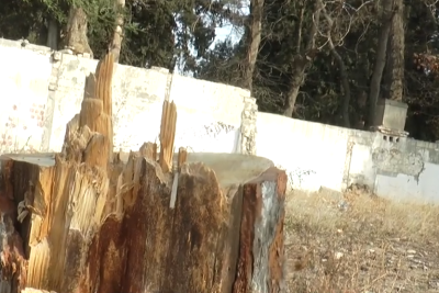 Gəncədə nadir ağaclar kəsildi